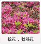 佼花 : 杜鹃花